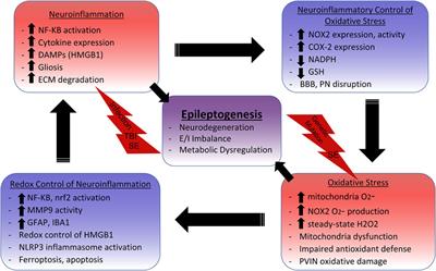 Crosstalk between neuroinflammation and oxidative stress in epilepsy